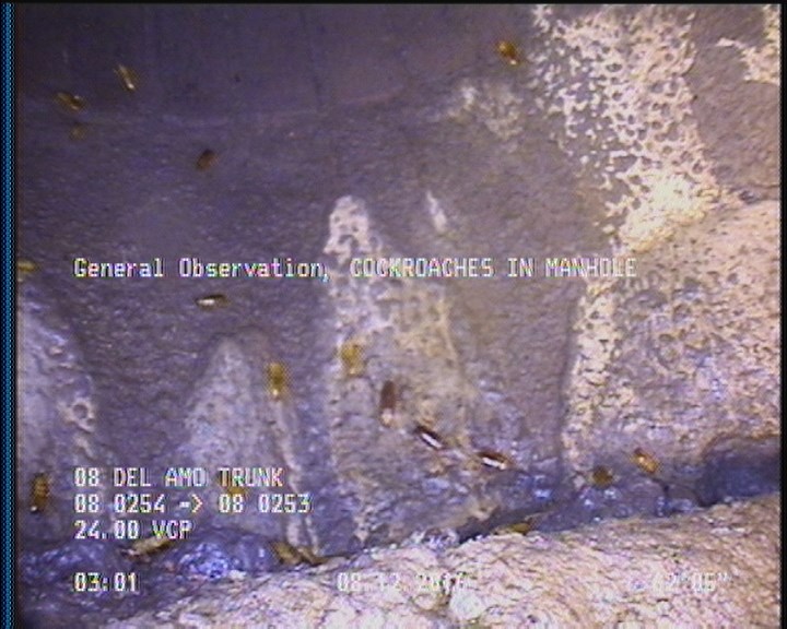 General Observation - COCKROACHES IN MANHOLE