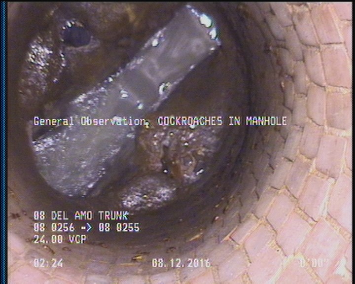 General Observation - COCKROACHES IN MANHOLE