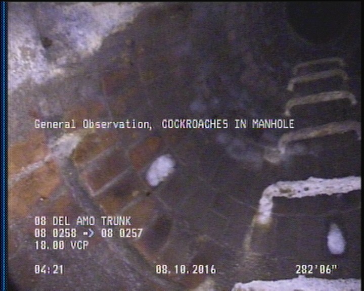 General Observation - COCKROACHES IN MANHOLE