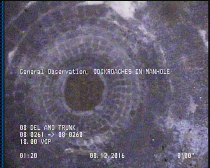 General Observation - COCKROACHES IN MANHOLE