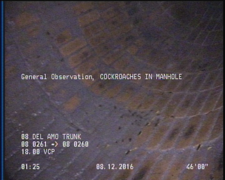 General Observation - COCKROACHES IN MANHOLE