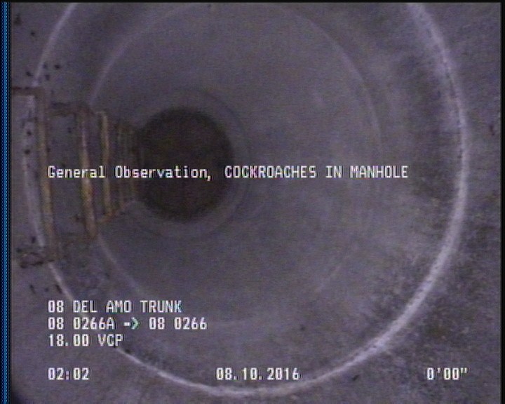 General Observation - COCKROACHES IN MANHOLE