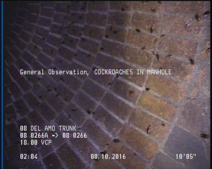 General Observation - COCKROACHES IN MANHOLE