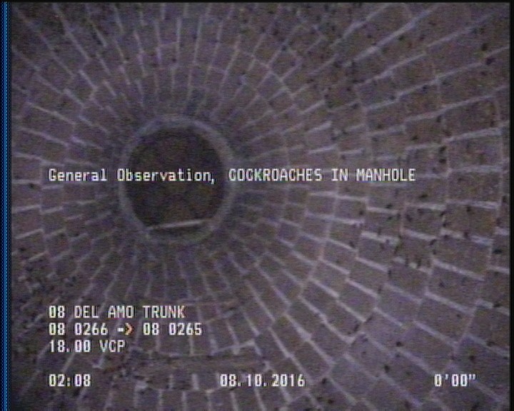 General Observation - COCKROACHES IN MANHOLE