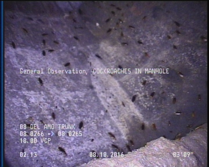 General Observation - COCKROACHES IN MANHOLE