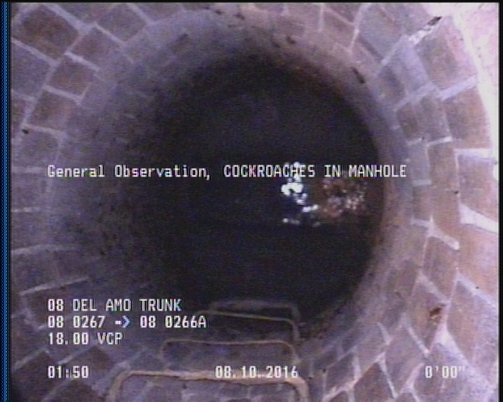 General Observation - COCKROACHES IN MANHOLE