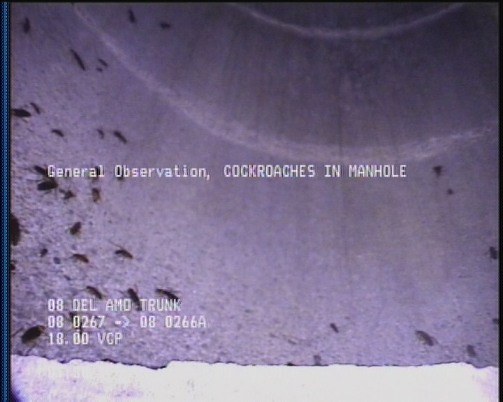 General Observation - COCKROACHES IN MANHOLE
