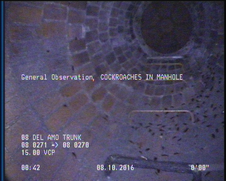 General Observation - COCKROACHES IN MANHOLE