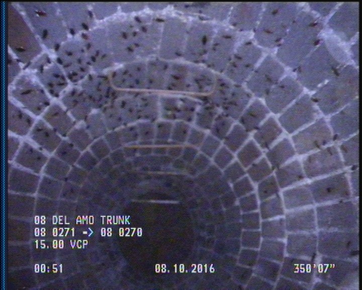 General Observation - COCKROACHES IN MANHOLE