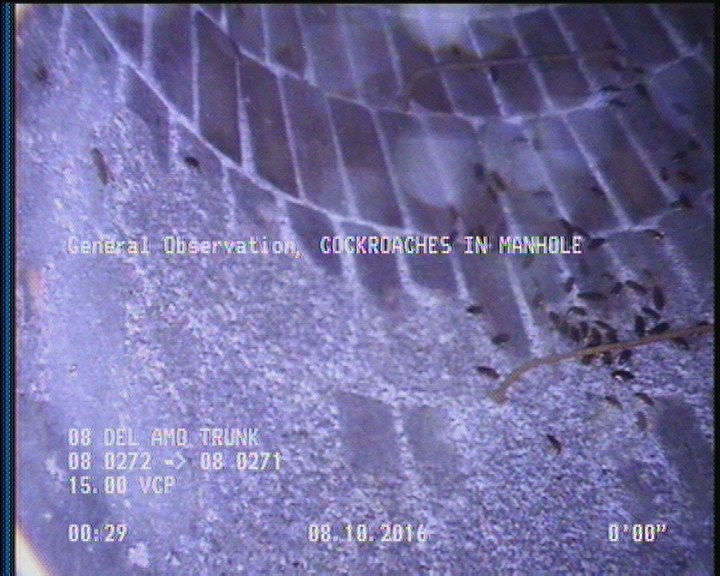 General Observation - COCKROACHES IN MANHOLE