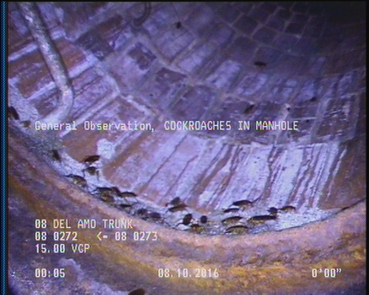 General Observation - COCKROACHES IN MANHOLE