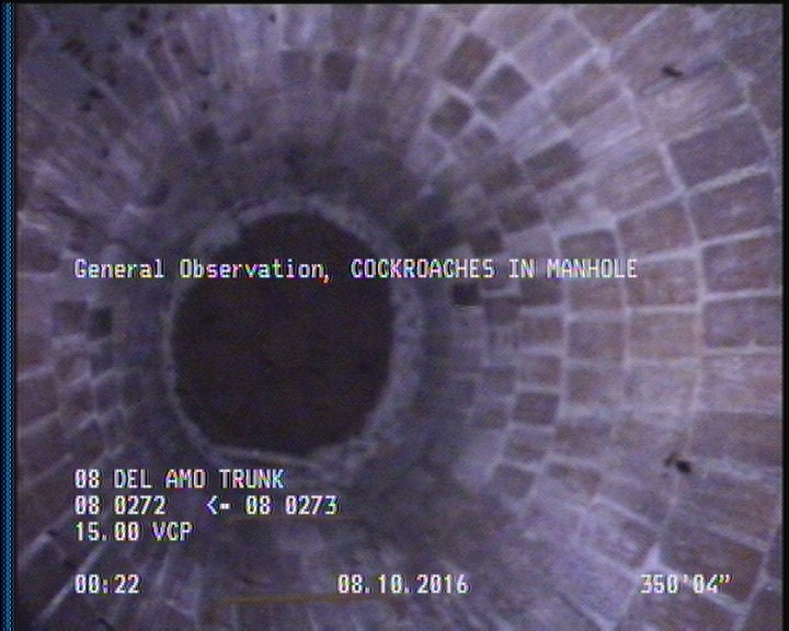 General Observation - COCKROACHES IN MANHOLE