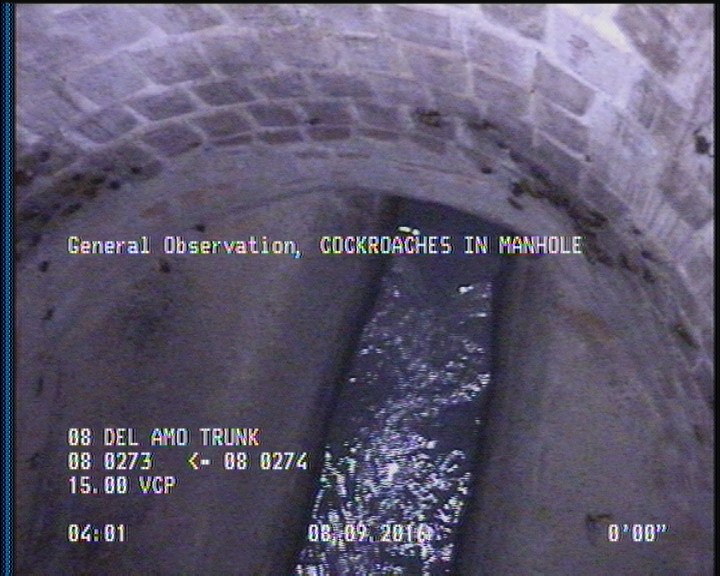 General Observation - COCKROACHES IN MANHOLE