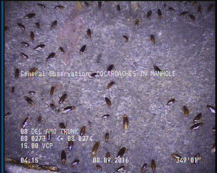 General Observation - COCKROACHES IN MANHOLE