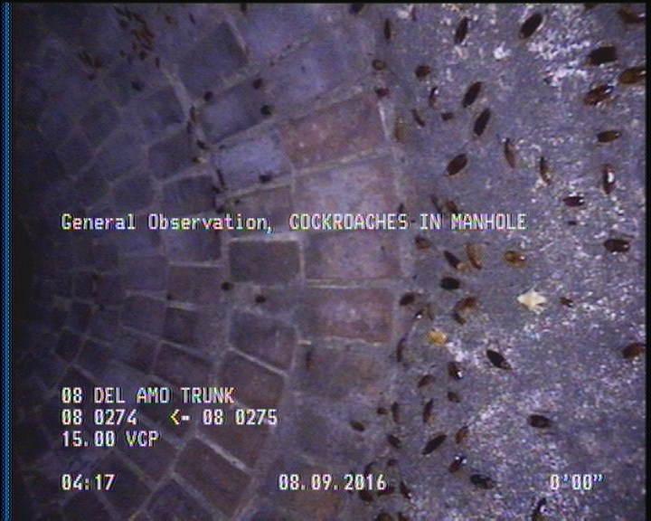 General Observation - COCKROACHES IN MANHOLE