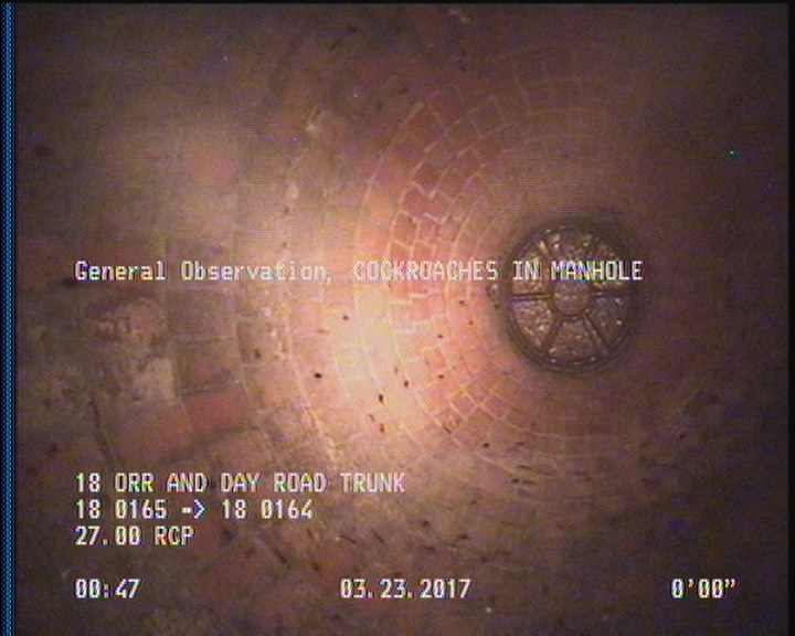 General Observation - COCKROACHES IN MANHOLE