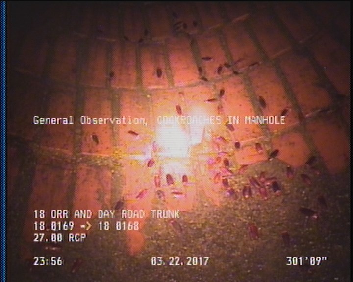 General Observation - COCKROACHES IN MANHOLE