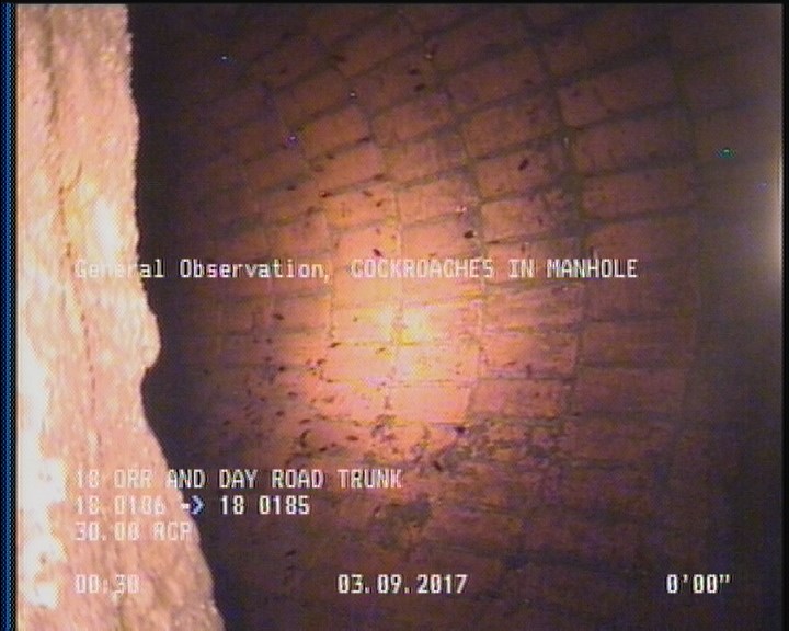 General Observation - COCKROACHES IN MANHOLE