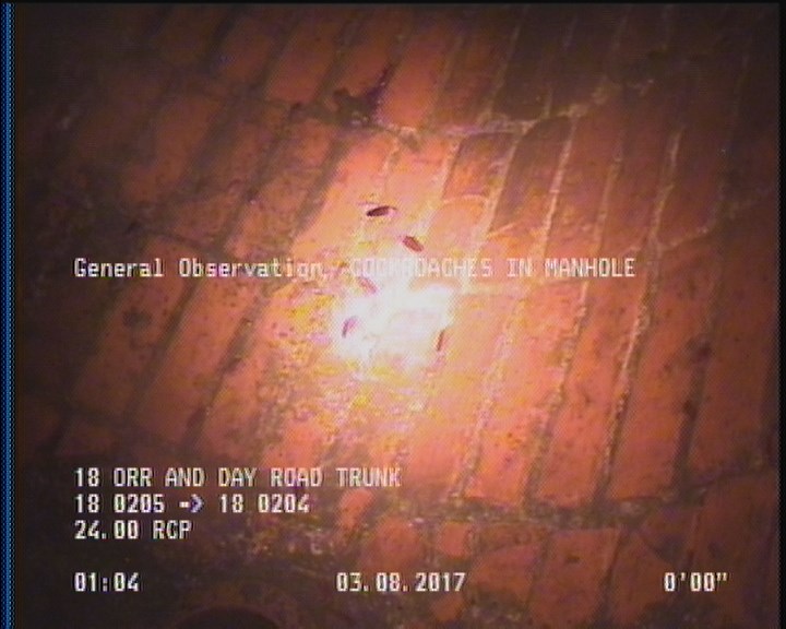 General Observation - COCKROACHES IN MANHOLE
