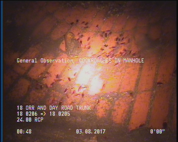 General Observation - COCKROACHES IN MANHOLE