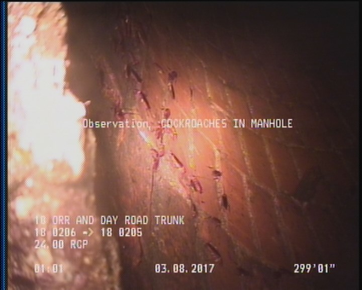 General Observation - COCKROACHES IN MANHOLE