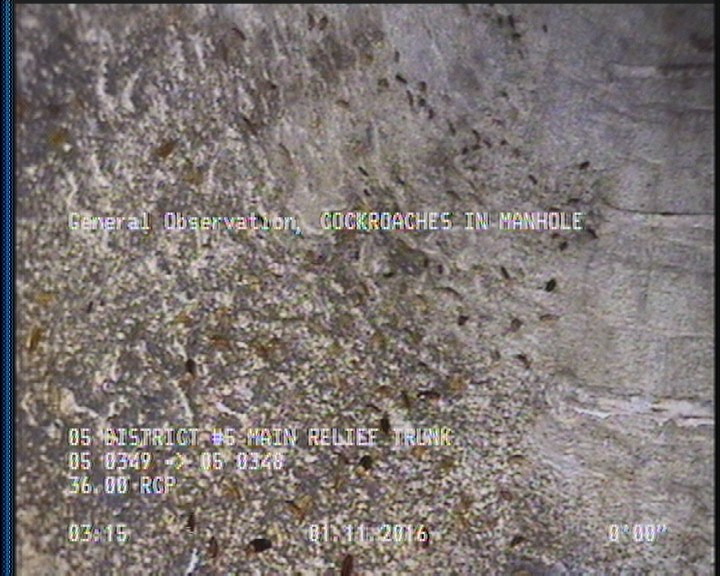 General Observation - COCKROACHES IN MANHOLE