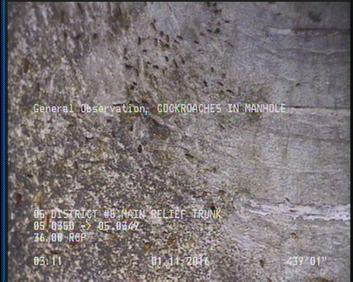 General Observation - COCKROACHES IN MANHOLE