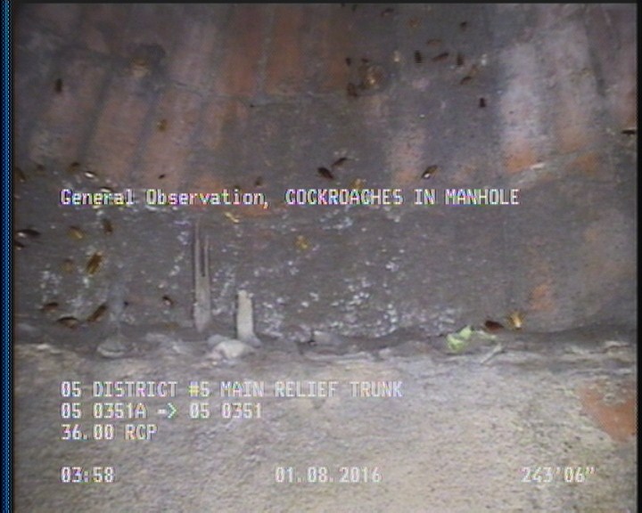 General Observation - COCKROACHES IN MANHOLE