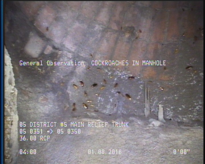 General Observation - COCKROACHES IN MANHOLE