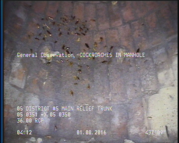 General Observation - COCKROACHES IN MANHOLE