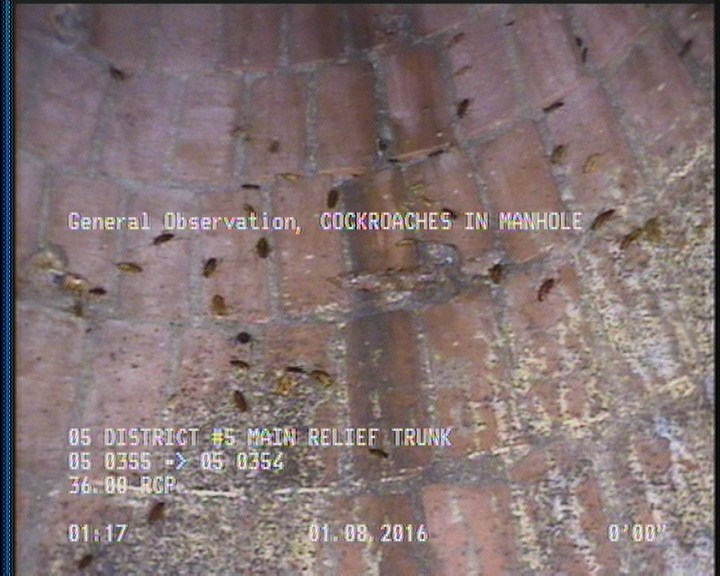 General Observation - COCKROACHES IN MANHOLE