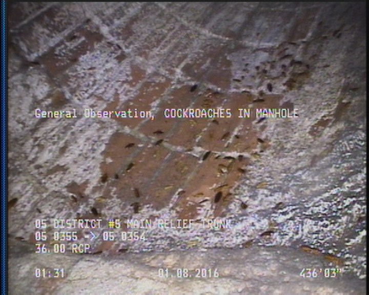 General Observation - COCKROACHES IN MANHOLE