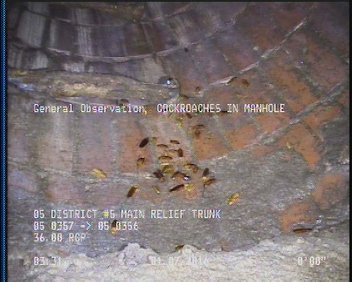 General Observation - COCKROACHES IN MANHOLE