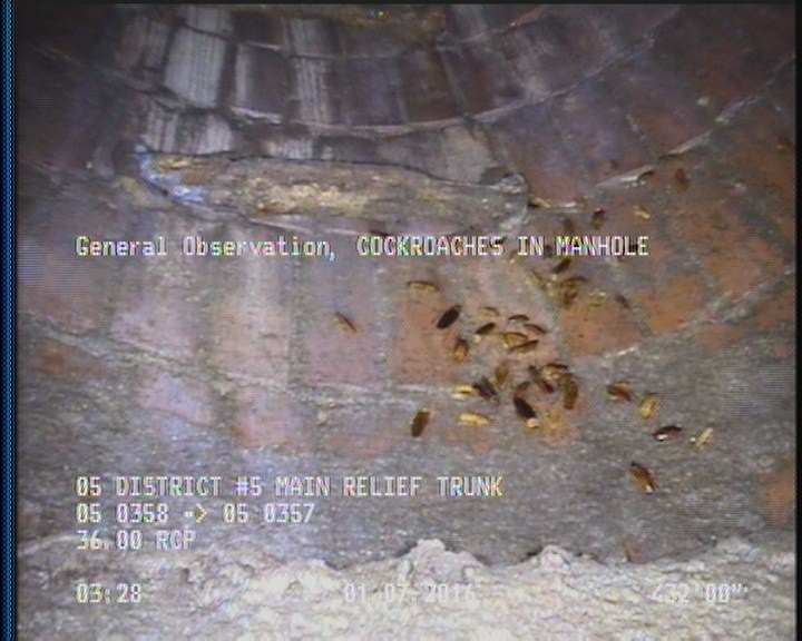 General Observation - COCKROACHES IN MANHOLE