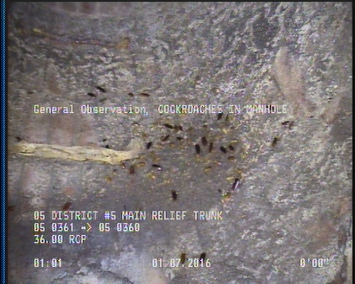 General Observation - COCKROACHES IN MANHOLE