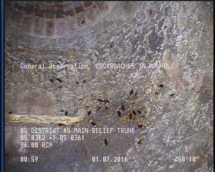 General Observation - COCKROACHES IN MANHOLE