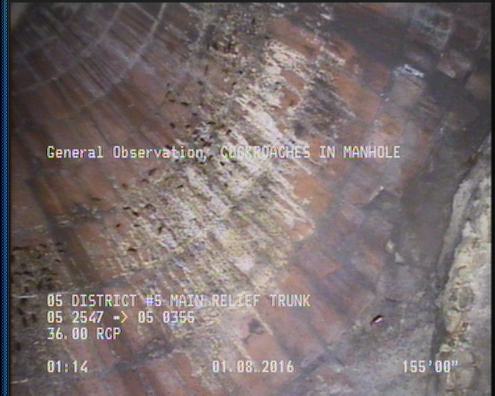 General Observation - COCKROACHES IN MANHOLE