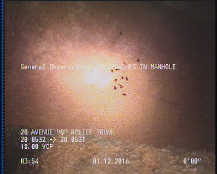 General Observation - COCKROACHES IN MANHOLE