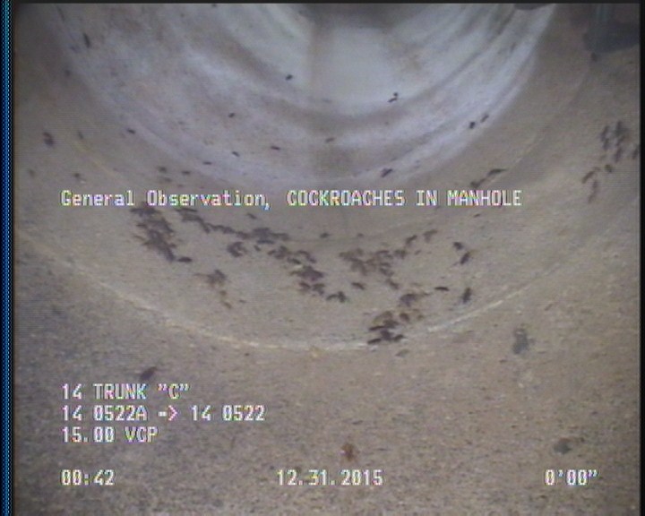 General Observation - COCKROACHES IN MANHOLE