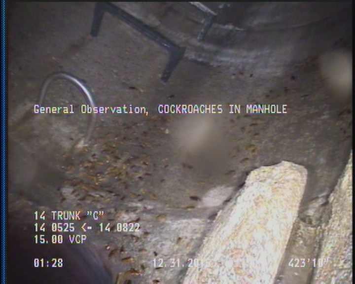 General Observation - COCKROACHES IN MANHOLE
