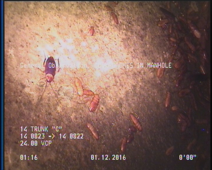 General Observation - COCKROACHES IN MANHOLE