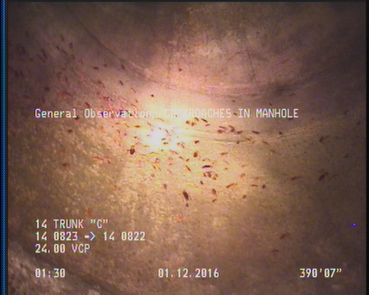 General Observation - COCKROACHES IN MANHOLE