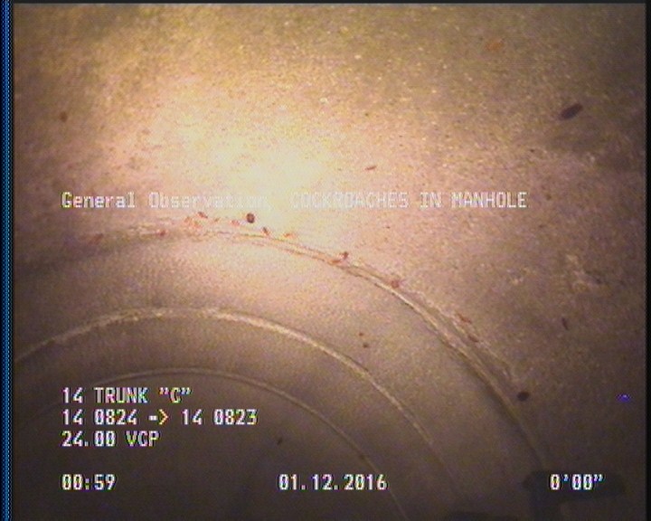 General Observation - COCKROACHES IN MANHOLE
