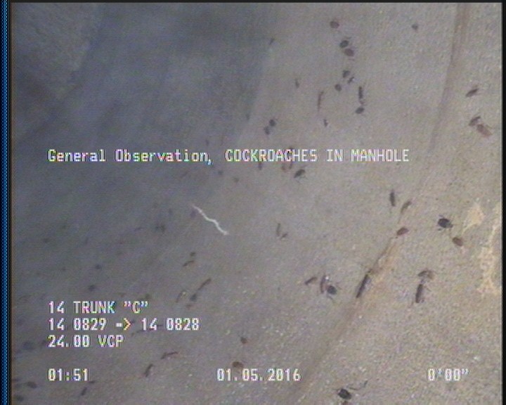 General Observation - COCKROACHES IN MANHOLE