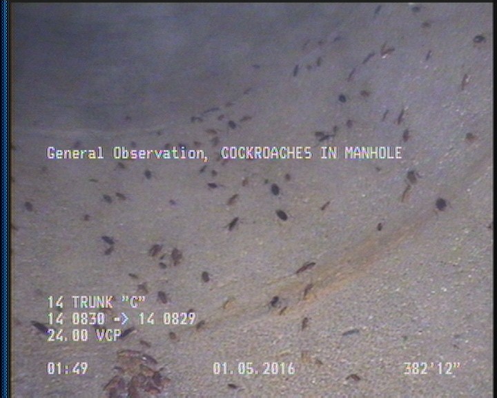 General Observation - COCKROACHES IN MANHOLE