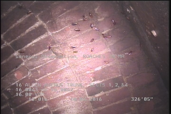 General Observation - ROACHES IN MH