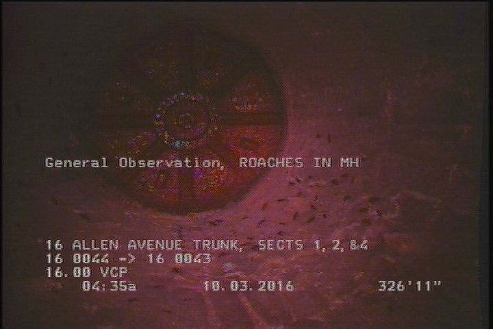 General Observation - ROACHES IN MH
