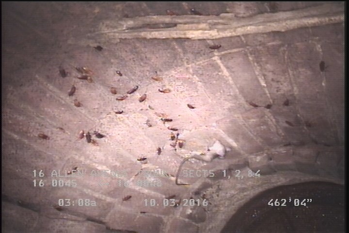 General Observation - ROACHES IN MH