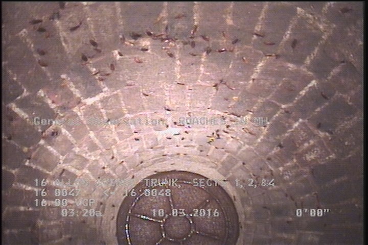 General Observation - ROACHES IN MH