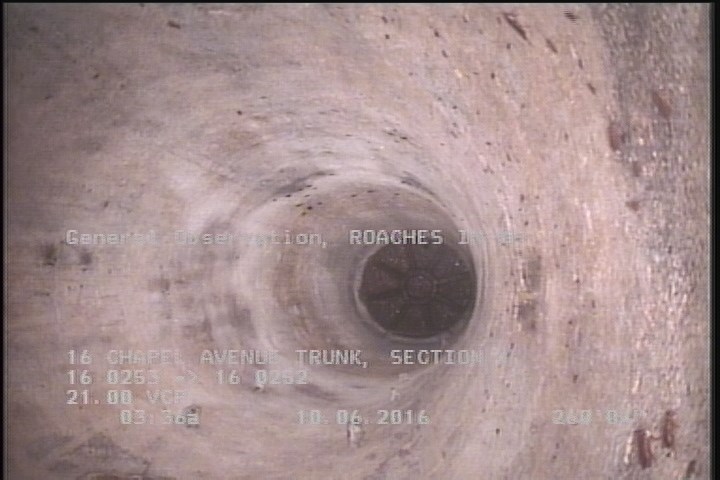 General Observation - ROACHES IN MH